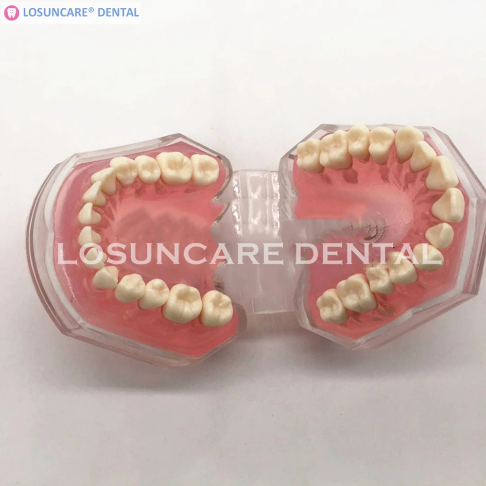 New Dental Standard Model with Removable Teeth Study Teaching | Красота и здоровье