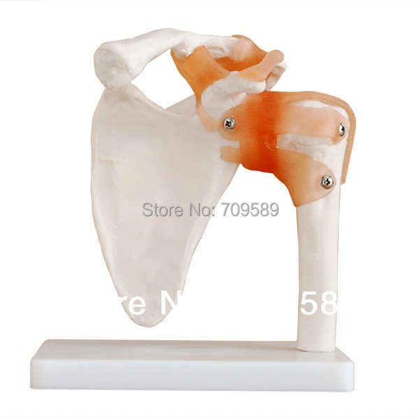 Модель гибкого плечевого соединения ISO анатомическая модель плеча|shoulder joint
