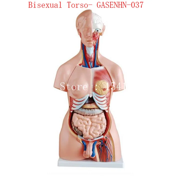 Visceral anatomy male female Asexual trunk Anatomical model chest abdomen Organ structure medicine Bisexual Torso- GASENHN-037 | Канцтовары