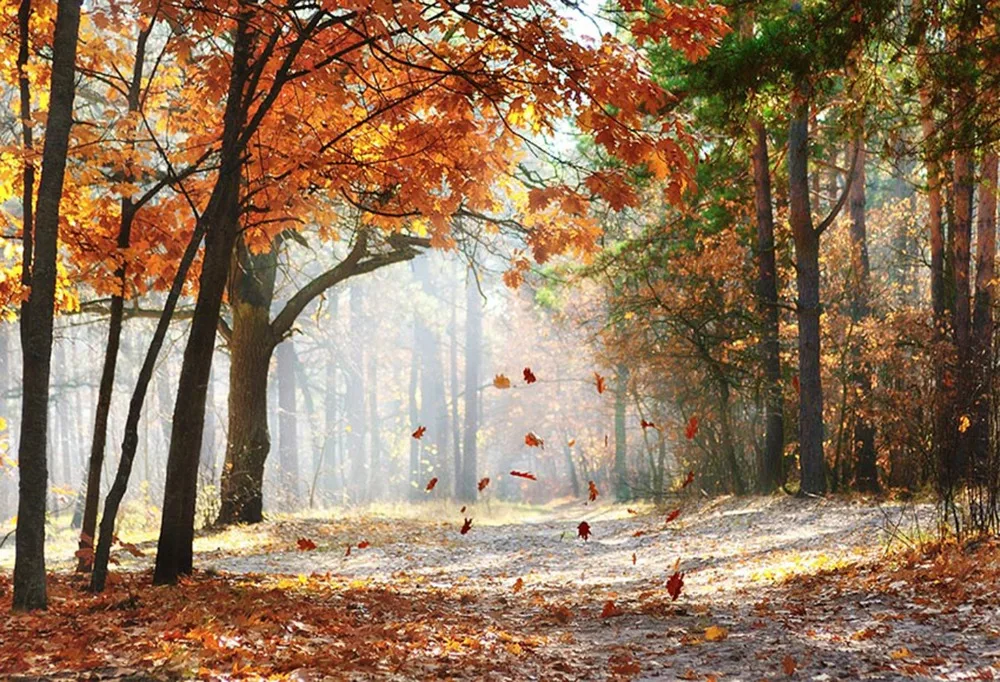 Fall Harvest Photography Backdrops Backdrop For Autumn Leaves Background Photo Studio Fundo Fotografico | Электроника