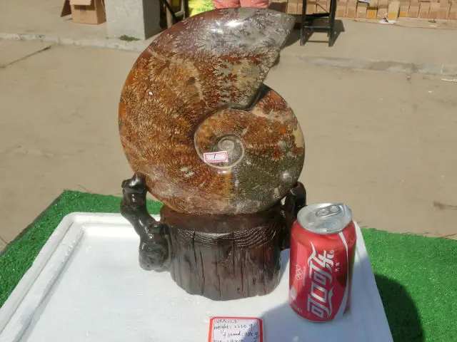 2220 г (4.88 фунта) Jade хризантемы аммонита В виде ракушки Fossil Мадагаскар nra123|shell|shell