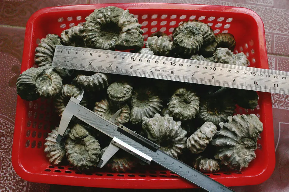 1 кг (2.2LB) 12 шт. натуральные дувиллейцеры аммонита окаменелой раковины Африки
