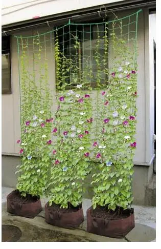 Зеленые утолщенные растения для скалолазания садоводство фрукты petunia цветочная