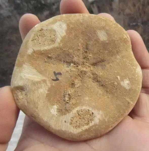 Природный динозавр Юрского периода морской бисквитный урчин окаменелый песок