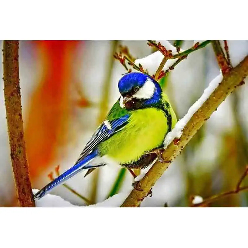 

5D полный квадратный Круглый DIY Алмазная картина животное вышивка крестиком 3D Мозаика домашнее свадебное украшение подарок на день рождения