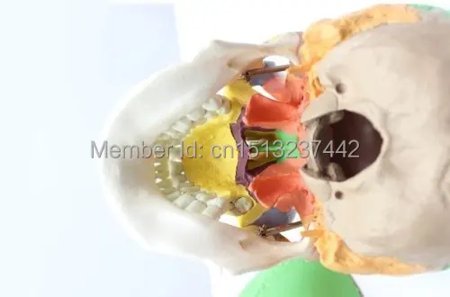 Adult Skull Anatomical Anatomy Skeleton Medical Model & Colored Bones Life Size | Канцтовары для офиса и дома