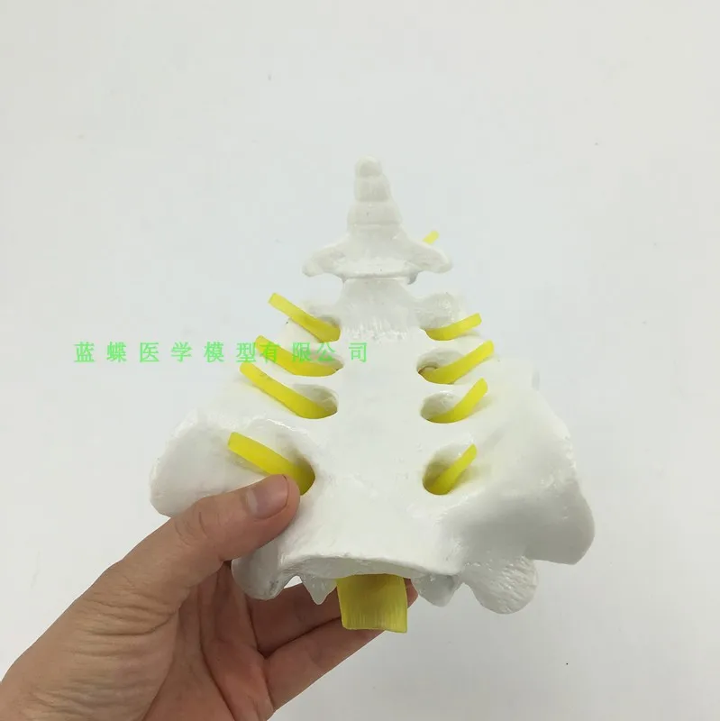 Models of the sacrum and sternococcyx  spine Sternococcygeal model