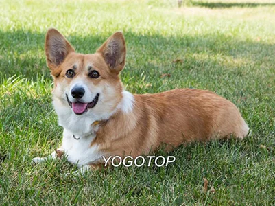 Лиловый YOGOTOP 5D Diy Алмазная вышивка крестиком Пемброк вельш корги собака полная мозаичная картина полная Алмазная вышивка QA284 - Цвет: Лиловый