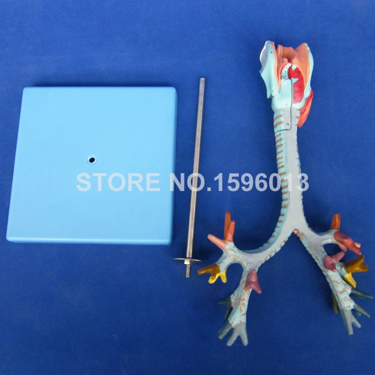 Популярная модель анатомического бронхового дерева ларинкса трахеи и |