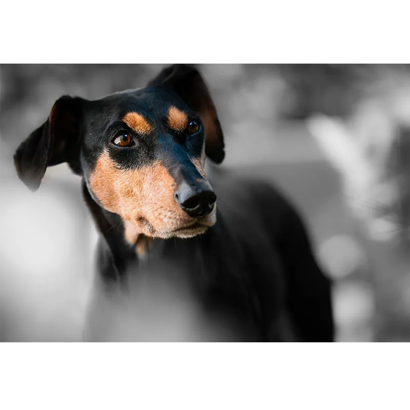 Закон о запрете кормления бездомных животных. Приказ о запрете кормления бродячих собак. Отлов бездомных животных. Внимание отлов безнадзорных животных. Отлов отлов безнадзорных животных.