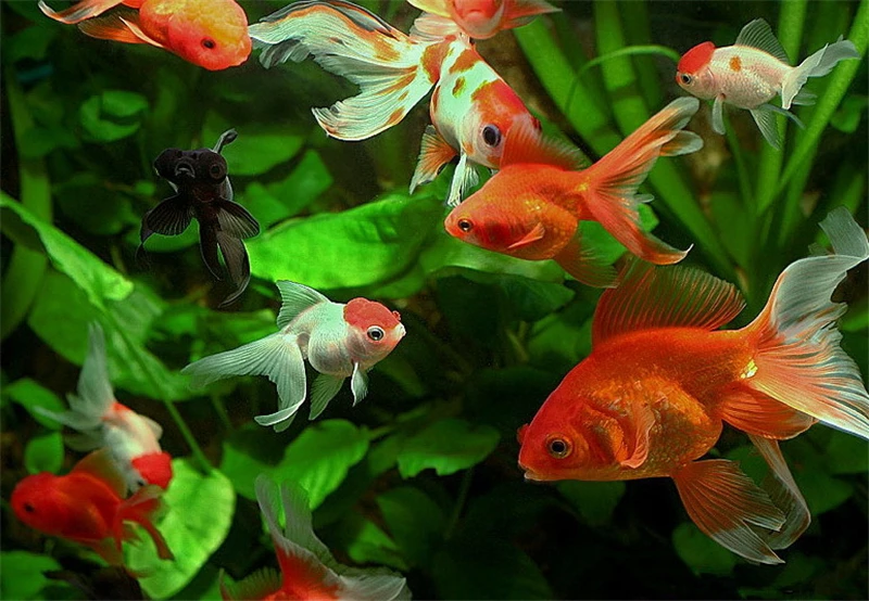 No Frame Goldfish DIY Painting By Numbers Drawing Kits Paint On Canvas Unique For Home Wall Art Picture | Дом и сад