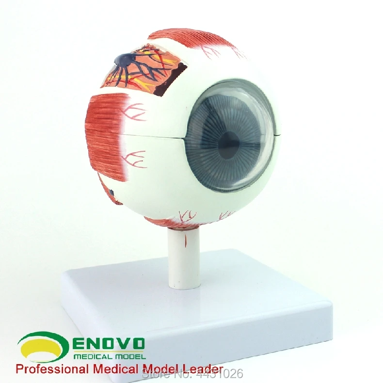 ENOVO Professional edition medical human eye anatomy model eye anatomical structure of the eye structure enovo medical proteinuria model human kidney model renal corpuscle anatomy of urologic hypertension