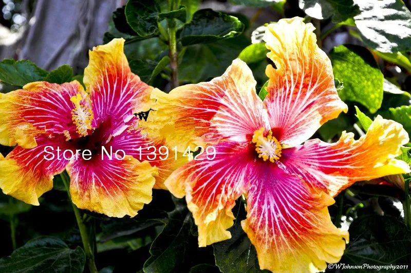 100 гигантские семена цветов гибискуса китайские дешевые лучший подарок для