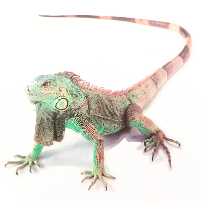 3D Автомобильные наклейки животные бампер паук Gecko скорпионы для Hyundai ix35 iX45 iX25 i20 i30