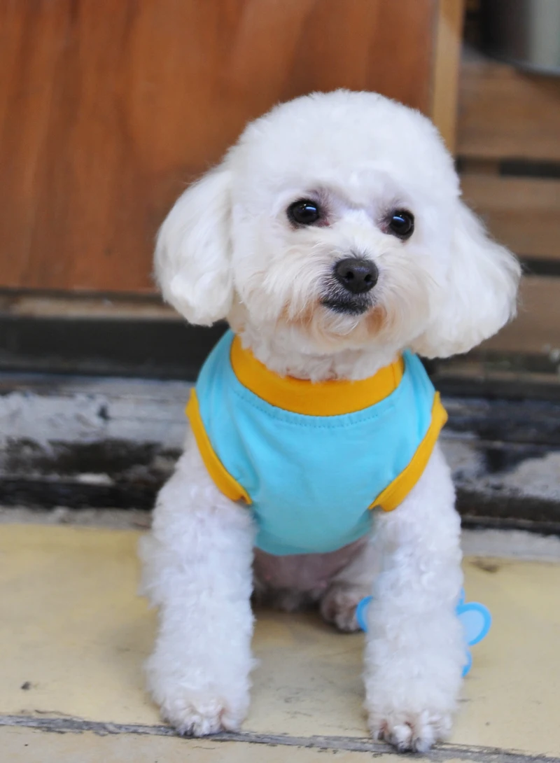 Милая летняя одежда для домашних животных собак 100% хлопок большой глаз