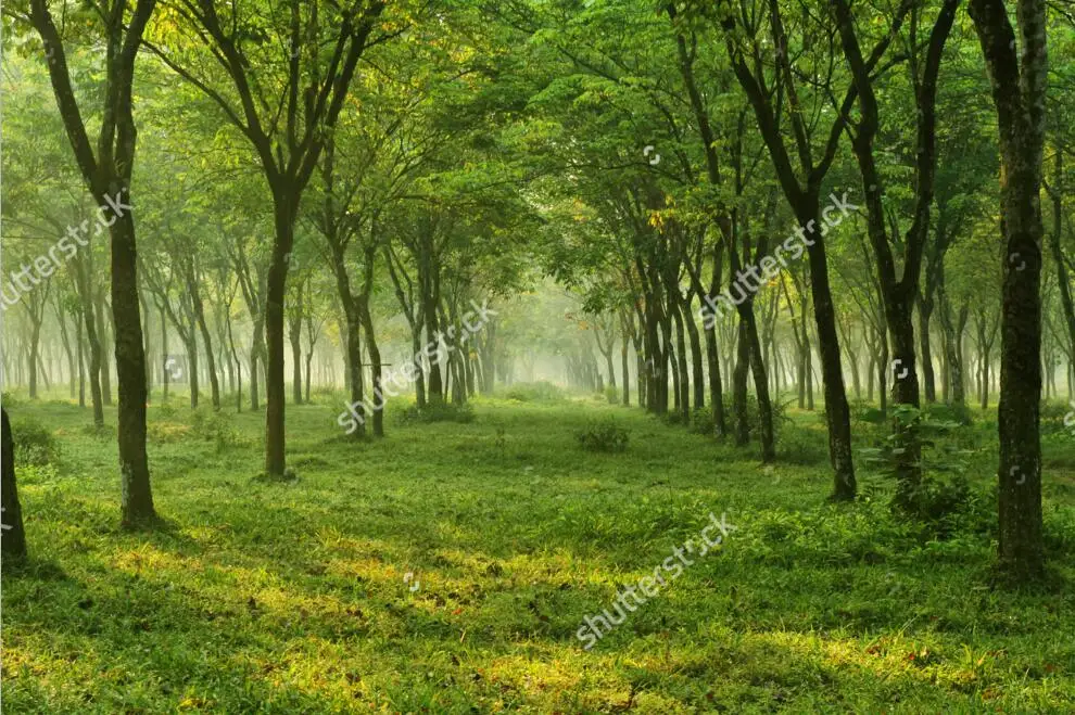 Пользовательские обои с природными пейзажами солнечный лес 3D фотообои для