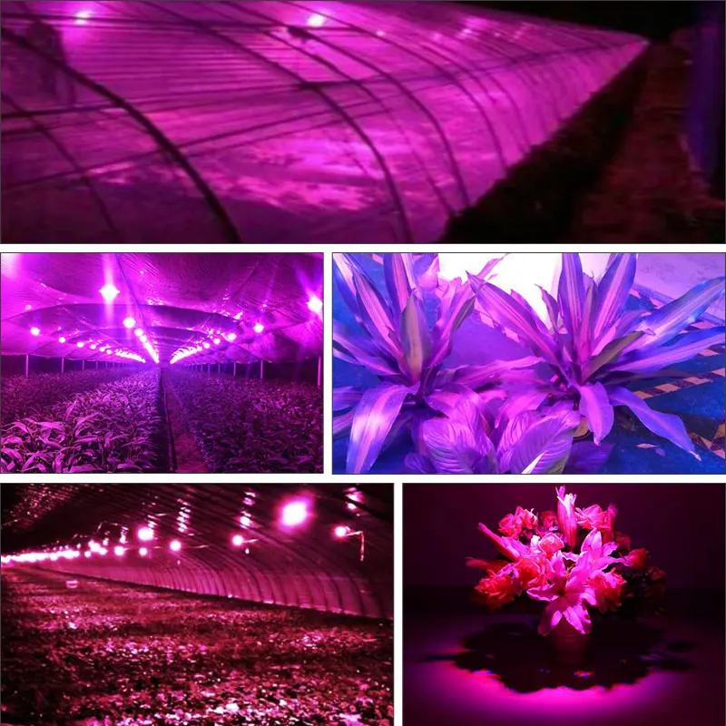 30 Вт 50 80 DIY COB светодиодный Grow Light Fitolampy полный спектр гидропоники для