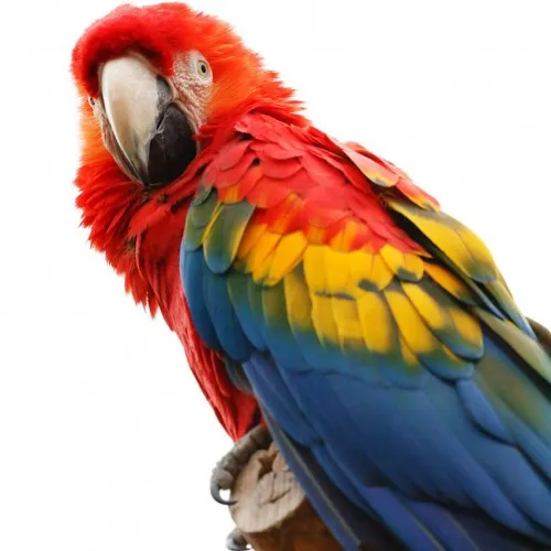 Scarlet Macaw Gingerain одежда с птицами попугай одежда арбуз ручной работы на заказ одежда с птицами HoodedSweater арбуз - Цвет: Scarlet Macaw