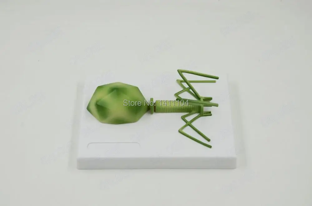 Бесплатная доставка микробиология модель baculovirus adenovirus phage ВИЧ медицинские