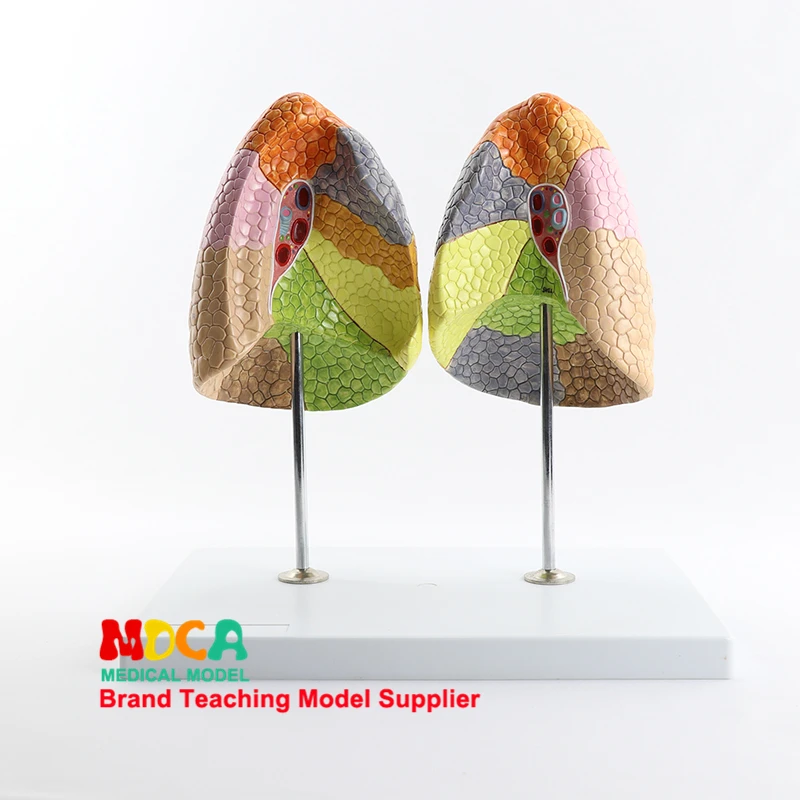 

Human Anatomical Lung Model MFB002