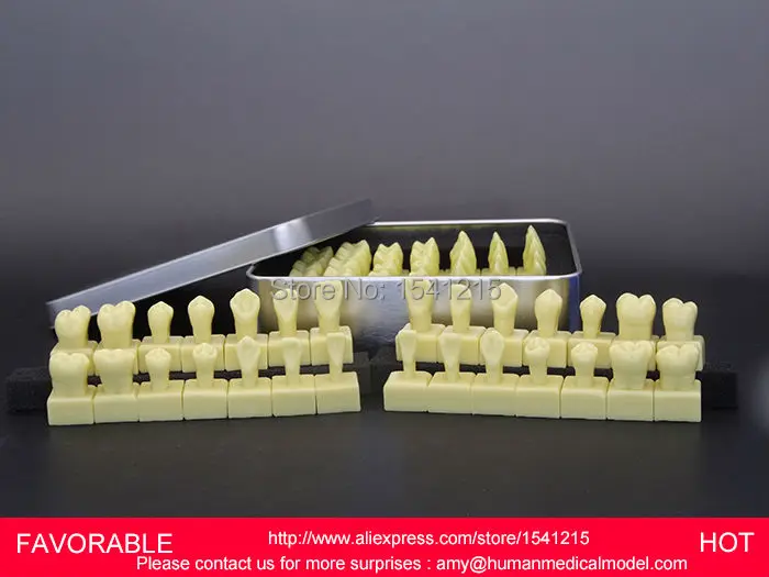 Зубные протезы Стоматологическая Учебная модель зубная Модель зубов зубной зуб 1