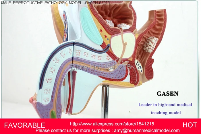 Модель мужской репродуктивной системы Анатомия продукт репродукции Мужской