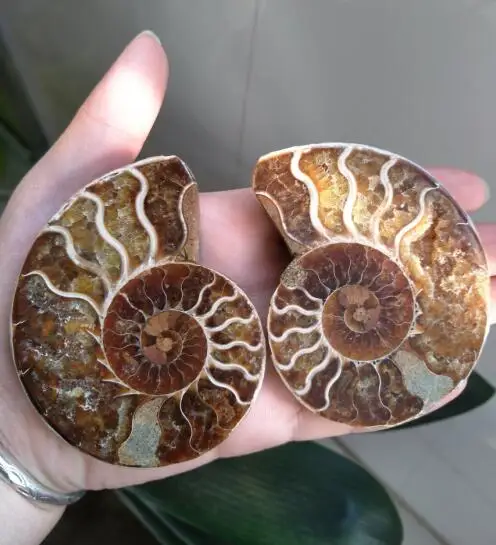 Окаменелости аммония улитки минералы из Марокко в многоцветный огонь|mineral