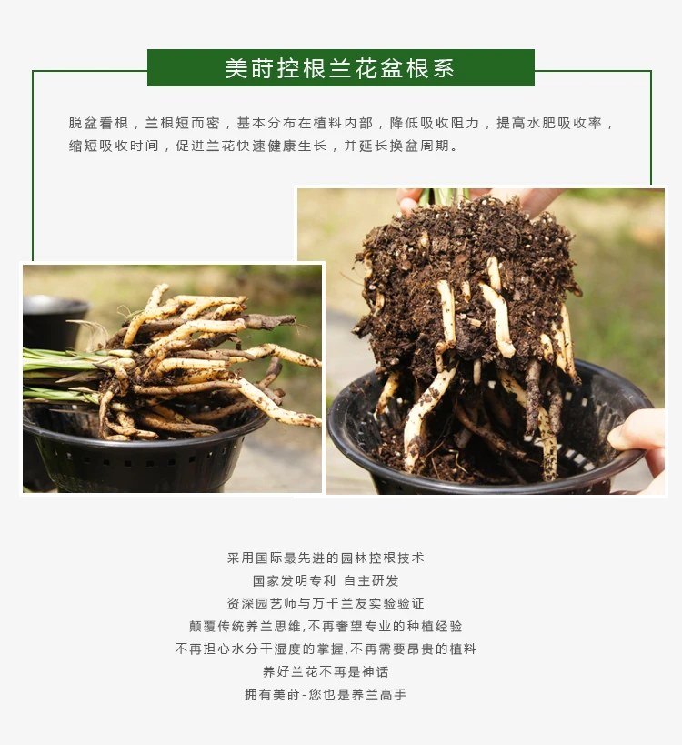 Двойные пластиковые прозрачные дышащие наборы горшки Cymbidium goeringii цветок