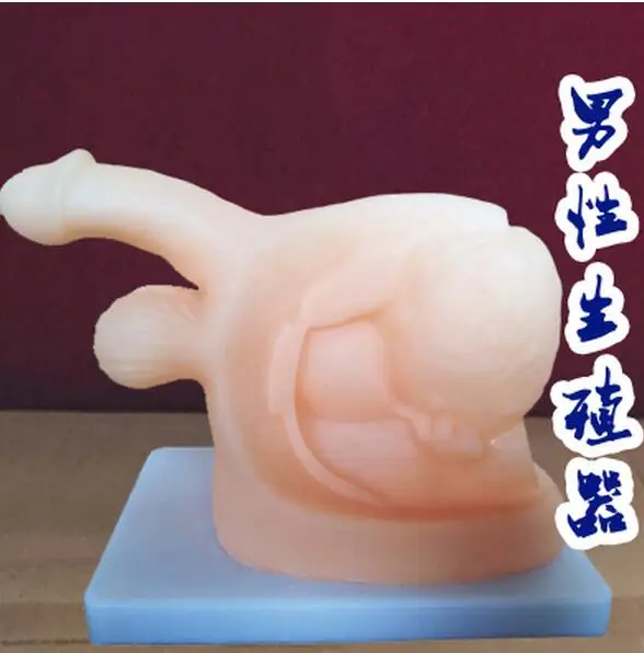 Человеческая модель мужского генитального катетера демонстрация медицинских