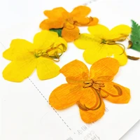 epoxy dried pressed flowers cassiae iphone case diy raw material for painting decoration 60 pcs free shipment