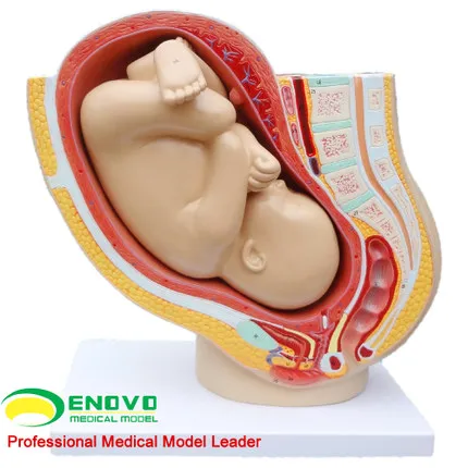 

Human ovarian gynecology obstetrics and gynecology reproductive system