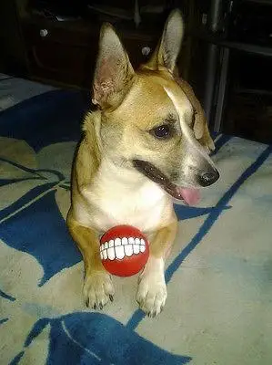 Pets Dog Puppy Cat Ball Teeth Style Toy Silicone Chew Sound Play Tool | Дом и сад