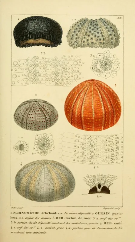 Винтажные насекомые в словаре ретро постер Картина на холсте сделай сам