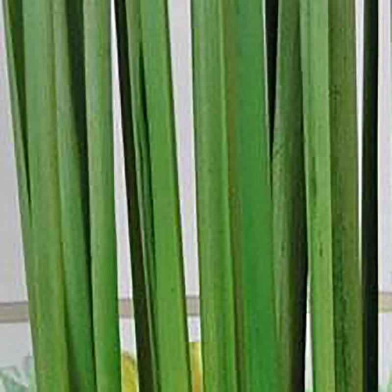 35 шт. зеленые высушенные листья кошачий хвост 55 см длина настоящие растения