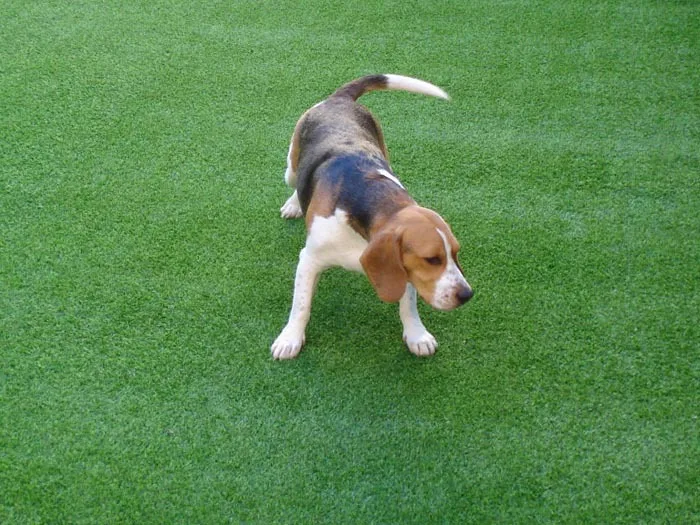 Искусственная трава для собак |