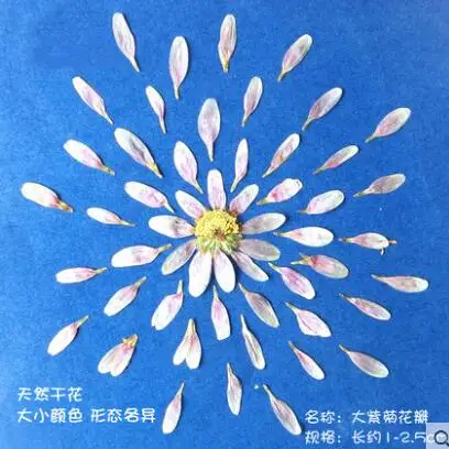 no.1(20pcs) Coreopsis Роза натуральный сушеный цветок лепесток для DIY свеча делая цветы образец прессованный цветок ремесло - Цвет: no.1(20pcs)
