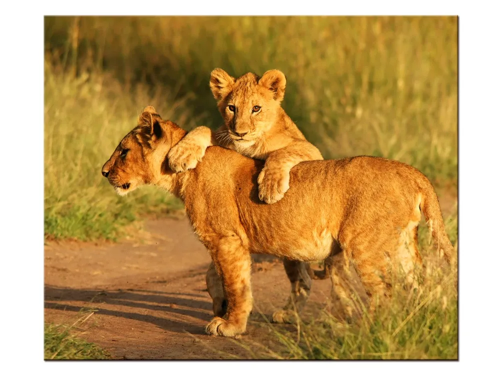 Львиная семья принт Настенный декор минималистский Книги по искусству холст