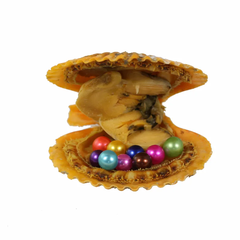 New Hot Sale Birthday Gifts Vacuum-packed Natural Red Orange Oyster Ten Round Pearl Mussel Shell Jewelry RR040 | Украшения и