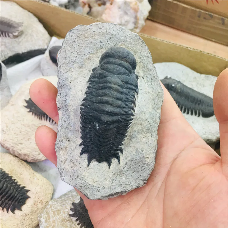 Natural crystal fossil tetraphyllid fossil specimen collection1pc