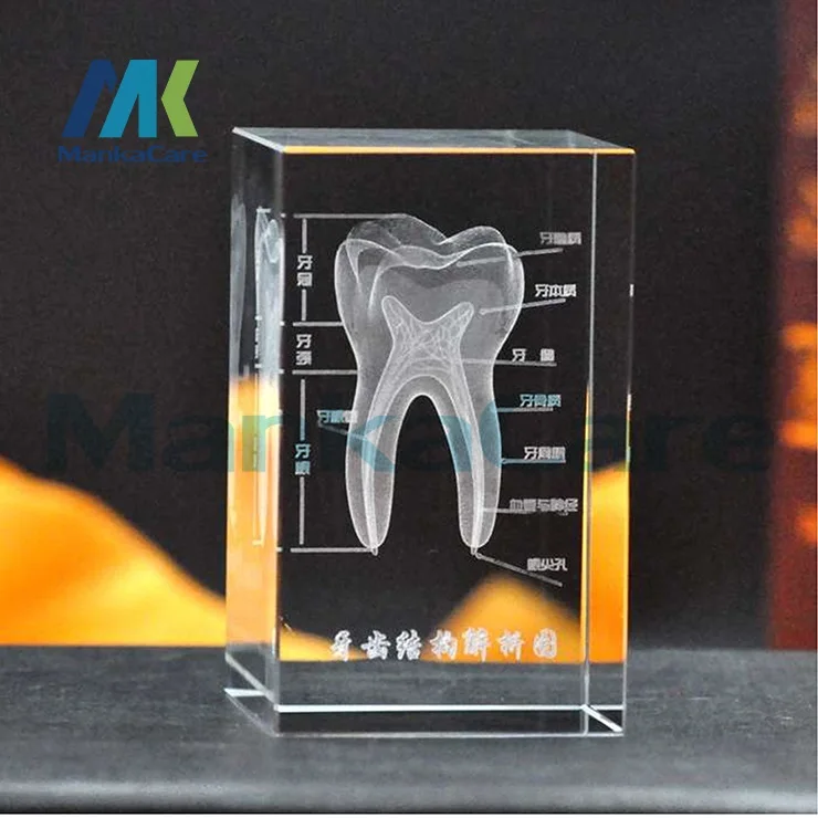 Модель зубов 3D прозрачная кристальная подставка светодиодный светодиодной