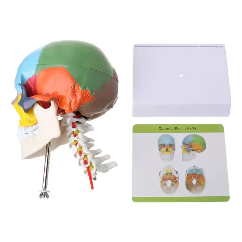 Human Anatomy Skeleton Anatomical Model with Colored Bones Cervical Vertebra Sculpture Medical Supplies | Канцтовары для офиса и