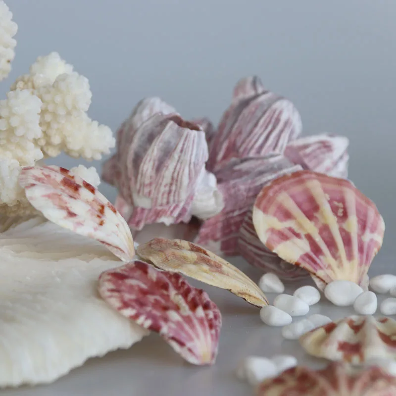 Бесплатная доставка (20 шт./лот) цвет толстый гребешок натуральная раковина и