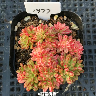 1 cluster live succulent and cactus &quot Aeonium sedifolius Variegated Cuttings Different plants real plant FREE SHIPPING | Дом и сад