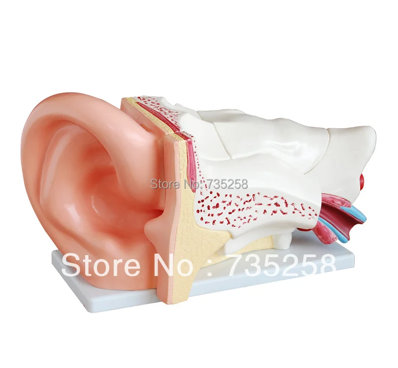 

Новый стиль гигантская модель уха, модель анатомии человеческого уха