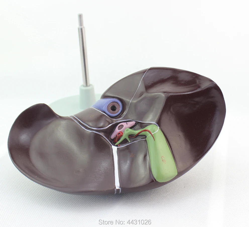 

ENOVO Liver anatomy of human liver model