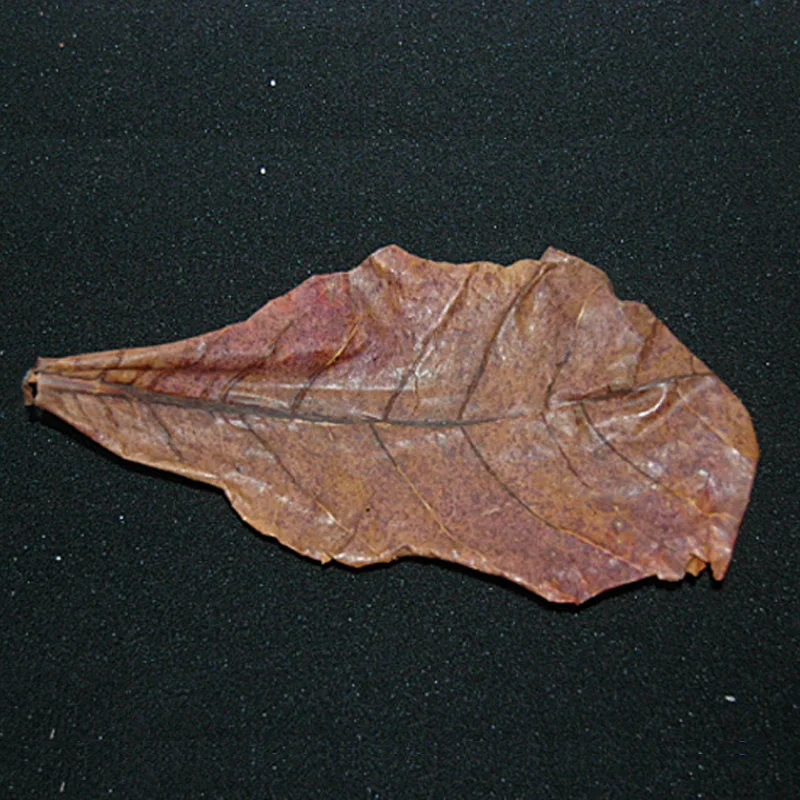 Натуральная терминалия капата класс А листья островка миндальные Кристальные