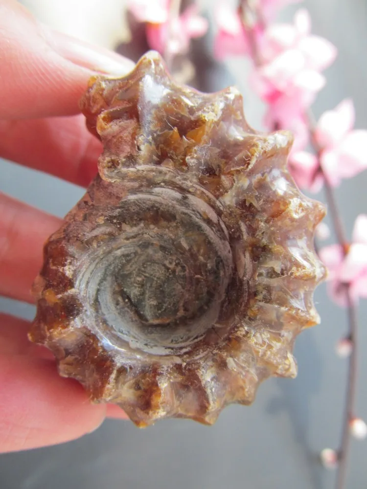 53 г натуральный Когтевран улитка ракушка ископаемая руда восстанавливающее