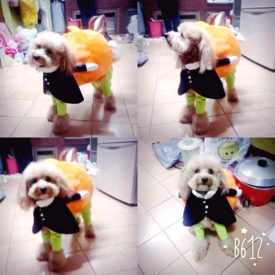 Забавные костюмы для собак Поднимите тыкву забавная одежда домашних животных