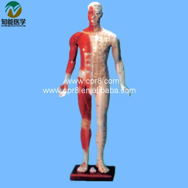 

BIX-Y1003 Deluxe Acupuncture Model 170CM MQ183