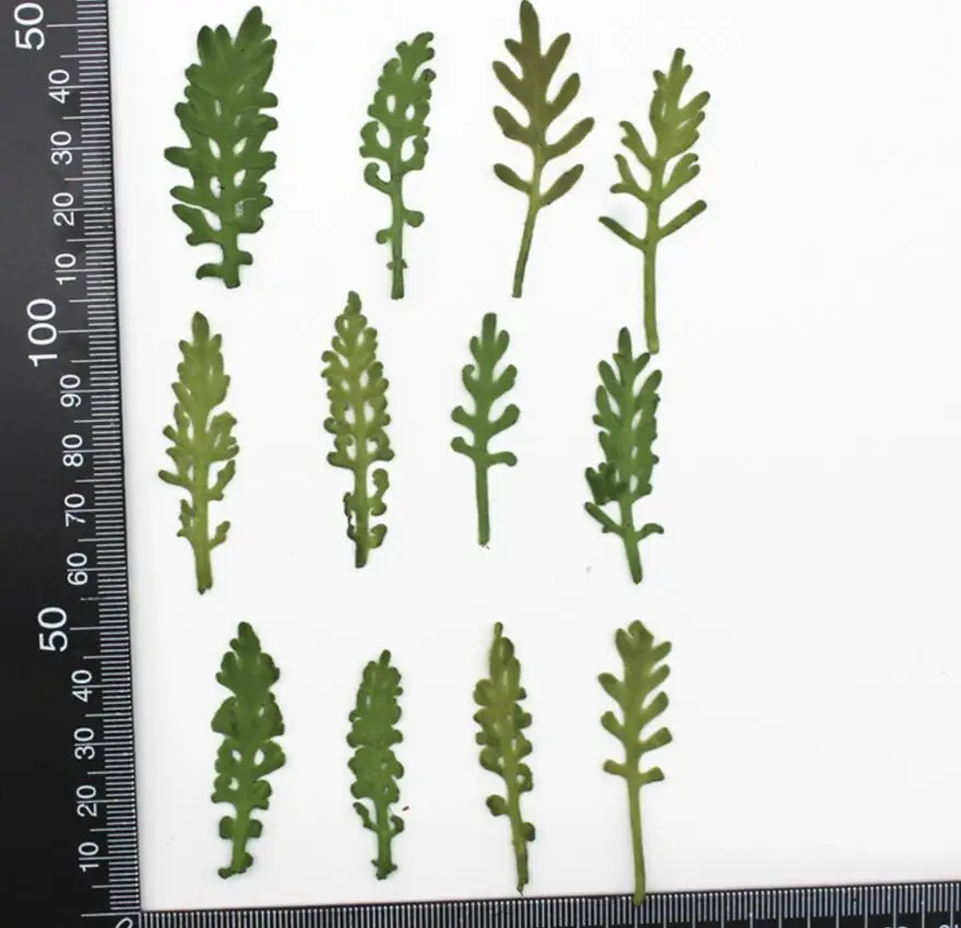 120 шт прессованный высушенный Senecio cinerari DC цветок растения гербарий для смолы